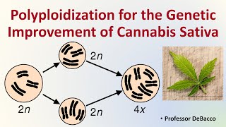 Polyploidization for the Genetic Improvment of Cannabis Sativa [upl. by Nedrud]