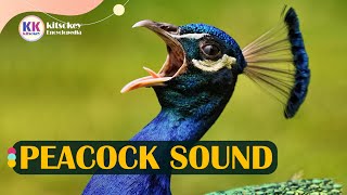 Peacock sound Peacock sound with video peacock call Peacock sound effect [upl. by Strauss191]