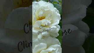 White Rose Plant Blooms Short 🎶🌹 garden rose flowers plants shortsfeed [upl. by Oidale]