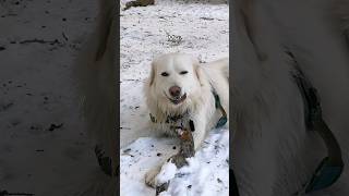 Watch until the end 🤣 maremma sheepdog doglifeisgood [upl. by Lessirg]