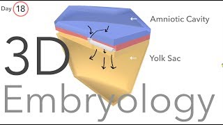 Gastrulation  Embryology [upl. by Kelley948]