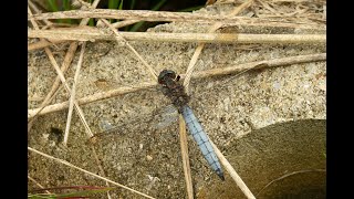 Beekoeverlibel Orthetrum coerulescens mannetje regendaas etend [upl. by Eural]