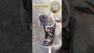 Removed a Bone Stuck in a Stray Dogs Mouth streetdogrescue [upl. by Ydualc]