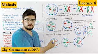 Meiosis  Stages of Meiosis  Cell cycle  Lecture 4 [upl. by Wileen]