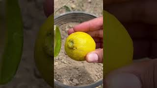 dal limone 🍋 in frutta alla pianta in pochi giorni riproduzione per talea lemongarden lemo fruit [upl. by Naziaf]