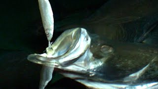 How Fish Eat in SLOW MOTION  Smarter Every Day 118 [upl. by Benson]