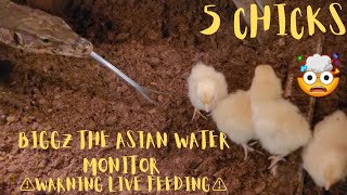 ⚠️Warning Live Feeding⚠️ Asian Water Monitor Devours 5 Chicks [upl. by Hyacintha]