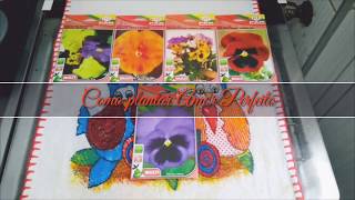 Como plantar Amor Perfeito How to plant Viola or Pansy [upl. by Cornelie]