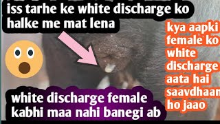 kahi ye payometra to nahi female dog ke white discharge kyo hota hai [upl. by Haikan278]