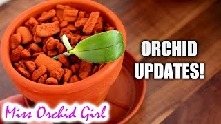 Orchid updates  Phalaenopsis keiki Sedirea Zygopetalum amp others [upl. by Simmie]