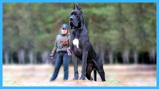 Top 10 GROOTSTE honden op aarde [upl. by Medin]