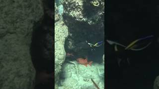 Menpachi on evolve spearfishing fishing hawaii fish maui scubadiving ocean snorkeling [upl. by Wie]