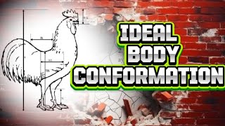 ideal body conformationmanok [upl. by Nwahsed]