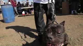 AMERICAN BULLY  LIL MARVIN [upl. by Assirhc]