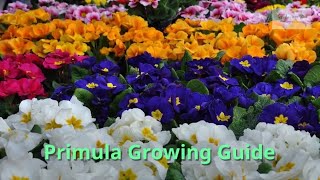 Primula Growing Guide Cowslip by GardenersHQ [upl. by Ikram885]