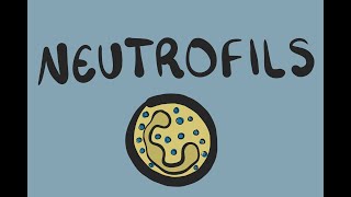 Neutrophils A Brief Overview [upl. by Fi326]