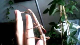 handling a giant stick insect female Achrioptera fallax [upl. by Timrek]