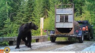 Video shows release of 2 captured Montana grizzly bears [upl. by Eugenius]