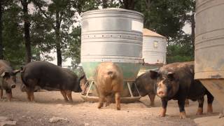 Heritage Pork from Humanely Raised Pasture Pigs [upl. by Warring]