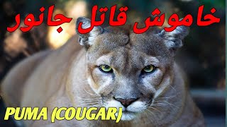 SILENT KILLER PUMA  PUMA ARGENTINE COUGAR lNORTH AMERICAN COUGAR COSTA RICAN COUGAR infopediajm [upl. by Aneerahs]