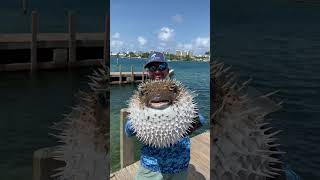 Biggest Pufferfish Ive Ever Seen [upl. by Aerdnaid]