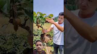 fruit kiwi agriculture kiwifruit satisfying kiwilife farm farming garden music [upl. by Llednov194]