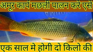 bottom layer के लिये amur carp मछली से बेहतर कुछ भी नही पालन करे एसे INDO AQUA FARM [upl. by Abate142]