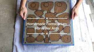 DIY Formicarium New Nest for Red Harvester Ants Pogonomyrmex barbatus [upl. by Adlin]