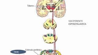 Vias o Haces MedularesJesus antonio sanchez cervanteswmv [upl. by Ellerahs]