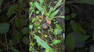 Sleeping snail part 8  stunning snail enjoys a soothing relaxing experience among little plants [upl. by Merfe]