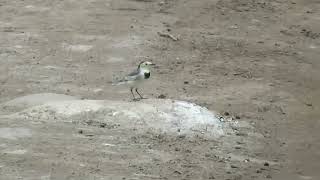 White Wagtail Motacilla alba leucopsis female Dharepani Nepal 7 Sept 2024 [upl. by Alliuqa]