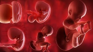 Fetal development month by month [upl. by Malan]