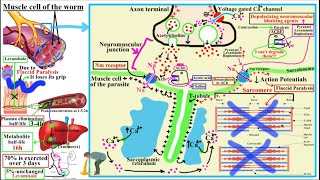 ANTIHELMINTHICS AnthelminticsPart 2Pyrantel Pamoate Levamisole Bephenium [upl. by Laurens489]