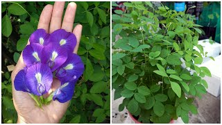 How To Grow Butterfly Blue Pea  Cara Semai Biji Bunga Telang [upl. by Hairahs]