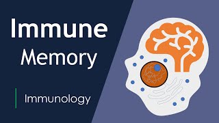 The Science of Immunological Memory  LongTerm Protection  Basic Science Series [upl. by Fornof200]