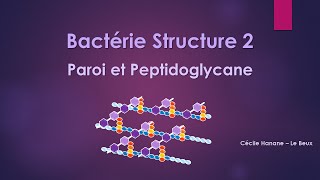 Bactérie Structure 2 PAROI BACTERIENNE et PEPTIDOGLYCANE sans musique de fond [upl. by Damiano]