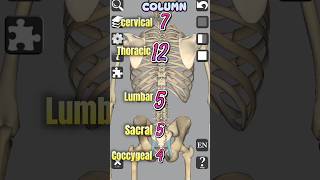 Vertebral Column  Anatomy medical 3d anatomy bones head neck shorts [upl. by Haibot]