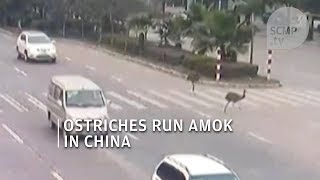 Catch them if you can Ostriches run amok on busy road in southwest China [upl. by Thurber]