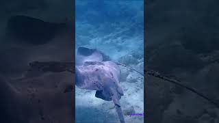 Amazing stingrays dance Akumal Bay akumalstingray snorkeling [upl. by Jenkel]