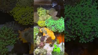 Desktop Nano Reef Fluval Evo V Coral Showcase [upl. by Schellens768]