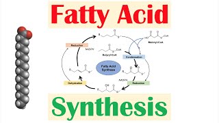 Fatty Acid Synthesis Pathway Overview Enzymes and Regulation [upl. by Wolfy]