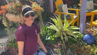 Laura Eubanks’s Agave attenuata variegata and How to Handle Her [upl. by Eldridge]