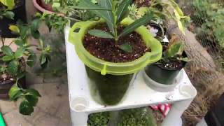 How to propagate Oleander from AZ [upl. by Erret]