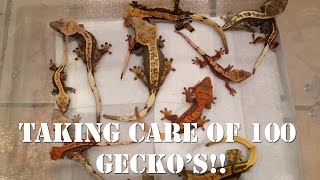 Taking Care of 100 Geckos 10 Tips and Tricks [upl. by Elyr]