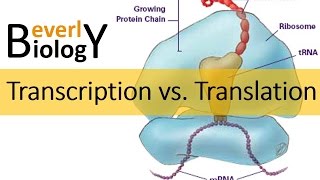 Transcription vs Translation [upl. by Keiryt]