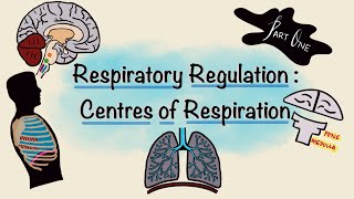 Respiratory Regulation  Part One  Centres of Respiration  Respiratory Physiology [upl. by Charlotta436]