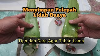 Percobaan Menyimpan Lidah Buaya selama 1 Bulan l Cara Menyimpan Lidah buaya agar Tahan Lama [upl. by Kreis266]