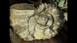 Amonita Marruecos Fosil Ammonite 5448 Kg Triple AAA [upl. by Aneerbas]