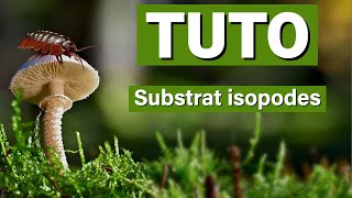 Tuto substrat isopodes [upl. by Corwin]