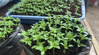 Chrysanthemum Multiflora Cuttings update and Transfer of Marigold saplings Love your work Day 28 [upl. by Nalliuq97]